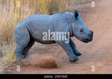 Baby Black Rhinoceros, Parc National de Pilanesberg, Province du Nord-Ouest, Afrique du Sud, Afrique Banque D'Images