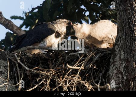 Aigle harpie femelle (Harpia harpyja), nourrissant son poussin de quatre mois, Alta Floresta, Amazonie, Brésil, Amérique du Sud Banque D'Images