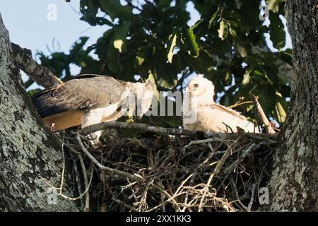Aigle harpie femelle (Harpia harpyja), nourrissant son poussin de quatre mois, Alta Floresta, Amazonie, Brésil, Amérique du Sud Banque D'Images