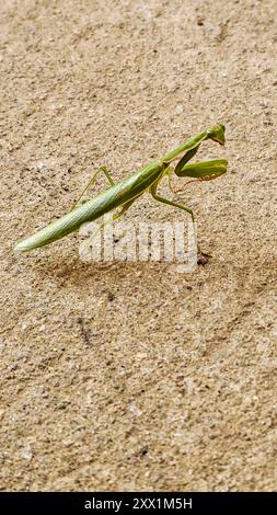 Prier Mantis, Bunia, Ituri, République démocratique du Congo, Afrique Banque D'Images