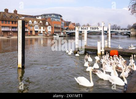 Une foule de cygnes muets à Windsor, Berkshire, Angleterre, Royaume-Uni, Europe Banque D'Images