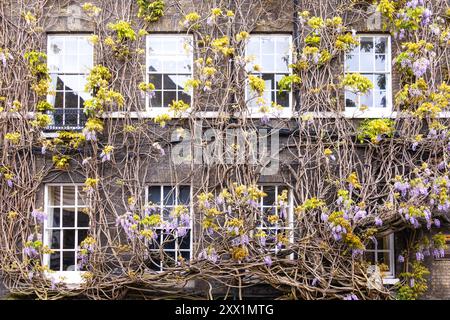 La plus ancienne wisteria d'Angleterre, plantée en 1816, sur Griffin Brewery, Chiswick, Londres, Angleterre, Royaume-Uni, Europe Banque D'Images