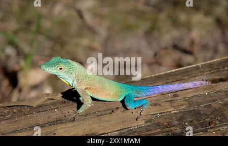 Lézard à anole turquoise jamaïcain (Anolis grahami) (anole de Graham), une espèce originaire de la Jamaïque, également présente aux Bermudes, dans l'Atlantique, en Amérique du Nord Banque D'Images