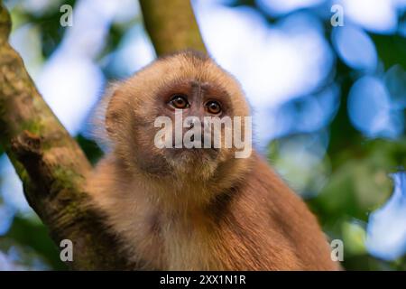 Singe capucin brun (Cebus apella) (Sapajus apella) sur arbre, réserve nationale de Tambopata, Puerto Maldonado, province de Tambopata, Madre de Dios, Pérou Banque D'Images