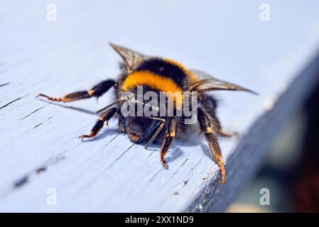 Bourdon à queue polie (Bombus terrestris), France, Europe Banque D'Images