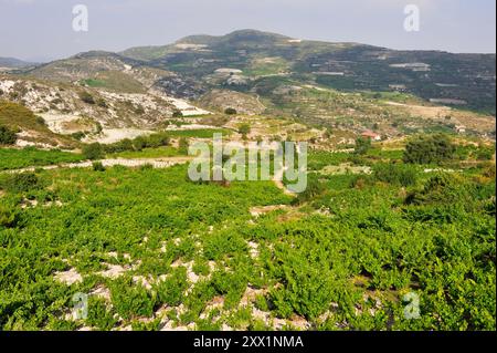 Vignobles autour d'Omodos, montagnes Troodos, Chypre, mer Méditerranée orientale, Europe Banque D'Images