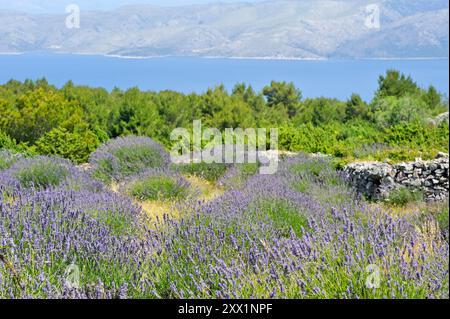 Champ de lavande dans la région autour de Velo Grablje, île de Hvar, Croatie, Europe du Sud-est Banque D'Images