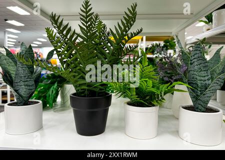 les plantes en pot, y compris les fougères et les plantes de serpent, sont soigneusement disposées sur une étagère dans un magasin Banque D'Images