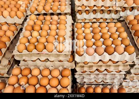 Beaucoup d'oeufs crus frais jaunes dans des plateaux en carton sont en stock dans le magasin Banque D'Images