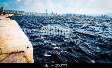 Morts massives de poissons dans le golfe des morts massives de poissons se sont produites dans le golfe d'Izmir en raison du changement climatique et de la pollution de l'environnement. Des poissons morts se sont échoués sur le rivage pendant que des équipes de nettoyage ont été aperçues en train de nettoyer le littoral des poissons morts. Izmir BayraklÄ Turquie Turquie Copyright : xIdilxToffolox DSC08367 Banque D'Images