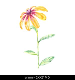 Marguerites fleurs jaunes illustration isolée aquarelle dessinée à la main. Bouquet fleuri d'échinacée ensoleillée sur tige avec des feuilles vertes. Banque D'Images
