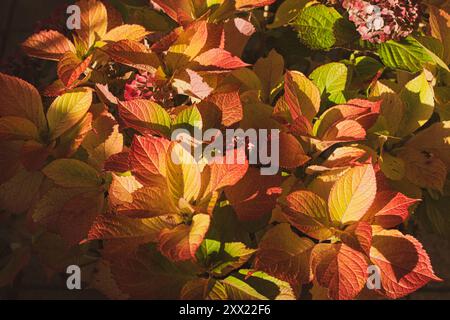 couleurs de hortenzia en automne, tons rouges, oranges et jaunes des feuilles à la lumière du soleil Banque D'Images