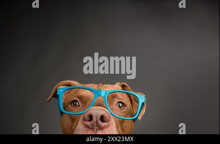 Portrait en gros plan d'un chien pit Bull mix portant une paire de lunettes Banque D'Images