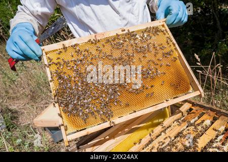 Apiculteur enlevant le nid d'abeilles de la bannière de ruche d'abeille. Personne en costume d'apiculteur prenant le miel de la ruche. Gros plan sur le nid d'abeilles. Banque D'Images