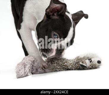 Coupé et adorable Boston Terrier chiot de race pure, tir de studio, chien avec un jouet, devant de fond blanc. Jeune chien noir et blanc isolé Banque D'Images