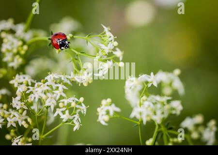 Coccinelle sur fleur ombellifère blanche. Gros plan d'une coccinelle sur fond flou. Belle coccinelle sur une fleur blanche dans le champ. Banque D'Images