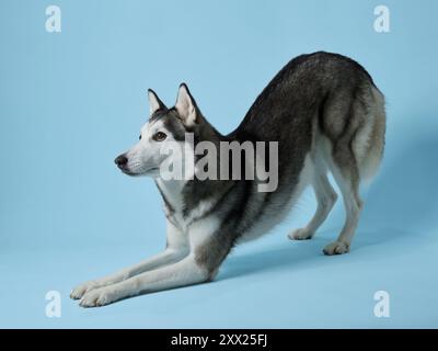 Contenu Husky sibérien se prélassant sur un fond bleu doux, mettant en valeur sa nature détendue et attentive. Le chien est clair, les yeux intelligents et Banque D'Images