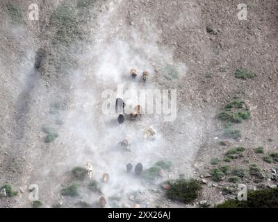 Moutons et chèvres descendant un flanc de montagne escarpé, Ladakh, Himalaya indien, Inde Banque D'Images