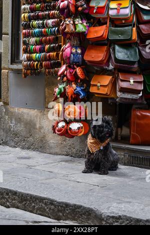 Un petit chien noir assis devant un magasin de maroquinerie florentin typique dans le centre historique de Florence, Toscane, Italie Banque D'Images