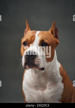 Portrait d'un chien américain Staffordshire Terrier, concentré et digne. Le gros plan capture son regard attentif et sa construction musculaire, mettant en valeur Banque D'Images