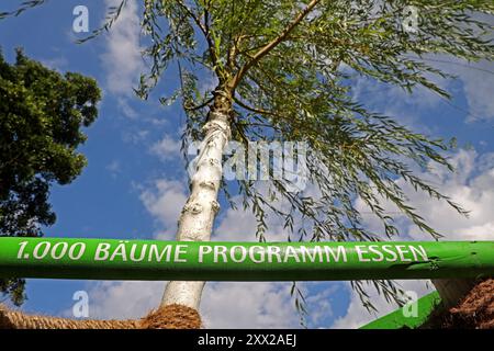 Naturschutz in der Stadt Im Rahmen der Aktion 1000 Bäume Programm Essen wurden zahlreiche Bäume gepflanzt, die auch der Klimaproblematik entgegenwirken sollen und die Lebensqualität erhöhen Essen Nordrhein-Westfalen Deutschland *** conservation de la nature dans la ville de nombreux arbres ont été plantés dans le cadre de la campagne 1000 arbres Essen, qui vise également à contrer le problème climatique et à améliorer la qualité de la qualité de vie Essen Rhénanie du Nord-Westphalie Allemagne Banque D'Images