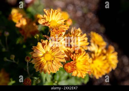Gros plan d'une fleur de ranunculus jaune et rouge Banque D'Images