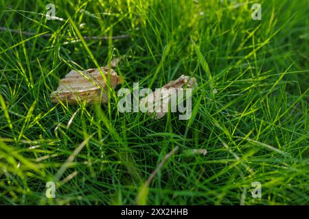 Des brins d'herbe vert vif entourent deux morceaux d'écorce d'arbre brun clair reposant sur le sol. La lumière du soleil ajoute une lueur douce à la scène. Banque D'Images