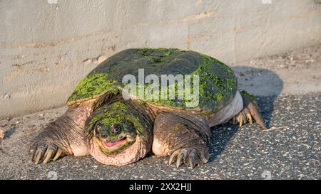 Focus sélectif sur une grande tortue piquante traversant une route pavée à la recherche de nouveau territoire. Banque D'Images