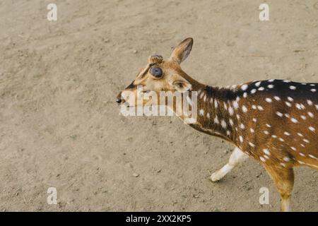 Gros plan d'un cerf avec ses cornes de bois coupées Banque D'Images