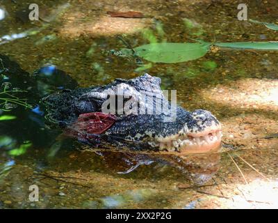 L'alligator chinois Banque D'Images