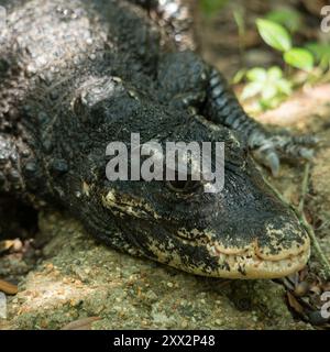 Alligator chinois, Alligator sinensis Banque D'Images