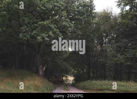 Une soirée d'été tranquille dans une réserve forestière le long de la rivière Gudenå près de Silkeborg, Danemark Banque D'Images