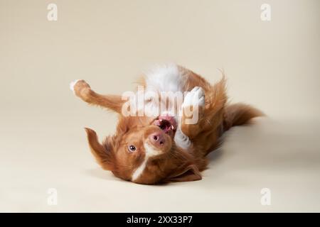 Un chien rouge et blanc roule sur lui de manière ludique, sa bouche s'ouvre grand et les yeux brillent d'excitation. Le comportement insouciant et joyeux des chiens est parfaitement Banque D'Images