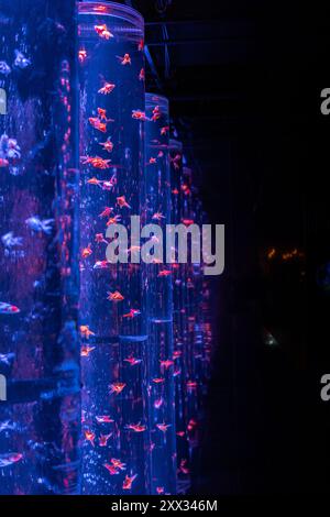 Pêchez dans un aquarium innovant à Tokyo au Japon Banque D'Images