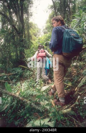 Végétation alpine sur la montagne Karisimbi, touristes trakking gorilles, Parc National des volcans, Rwanda Banque D'Images