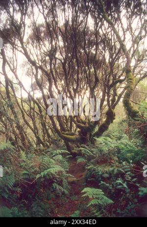 Végétation alpine sur la montagne Karisimbi, gorilles trekking, Parc National des volcans, Rwanda Banque D'Images