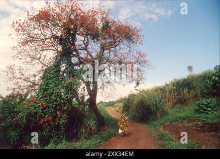 Femme africaine marchant sur la route dans une zone rurale près de Fort Portal, Ouganda Banque D'Images