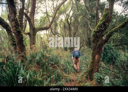 Végétation alpine sur la montagne Karisimbi, gorilles trekking, Parc National des volcans, Rwanda Banque D'Images