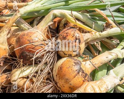 Les oignons dans le jardin prospèrent dans des lits bien labourés, leurs pousses vertes émergeant d'un sol riche. Ils ont besoin de beaucoup de lumière du soleil et de l'eau, se développant en f Banque D'Images