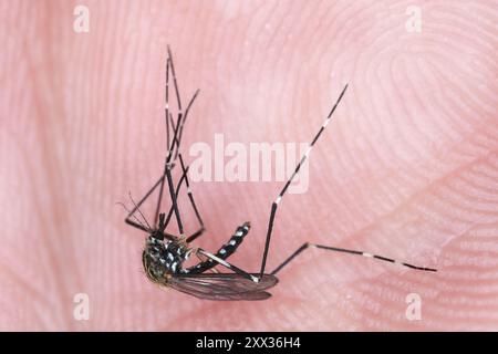 Moustique d'arbuste asiatique, moustique de piscine rocheuse (Aedes japonicus, Hulecoeteomyia japonica, Ochlerotatus japonicus). Insecte tué sur la main. Banque D'Images