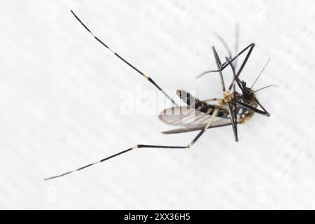 Moustique d'arbuste asiatique, moustique de piscine rocheuse (Aedes japonicus, Hulecoeteomyia japonica, Ochlerotatus japonicus). Insecte tué. Banque D'Images