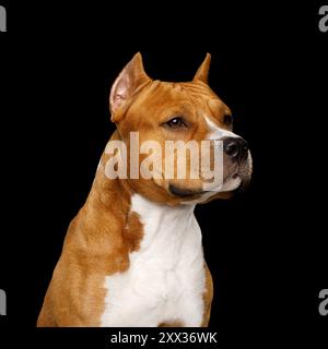 Portrait de chien brun américain Staffordshire Terrier isolé sur fond noir, vue de profil Banque D'Images