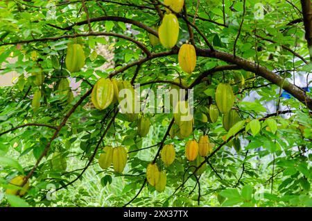 Fruits d'étoile frais sur arbre prêts à la récolte Banque D'Images