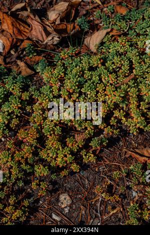 Une couverture de sol succulente dans le jardin de rocaille Banque D'Images