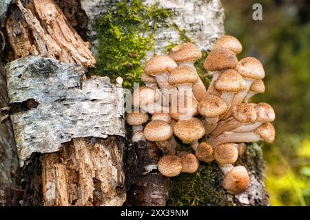 Champignons armillaria mellea, connu sous le nom de champignon du miel, poussent sur le tronc de bouleau. Banque D'Images