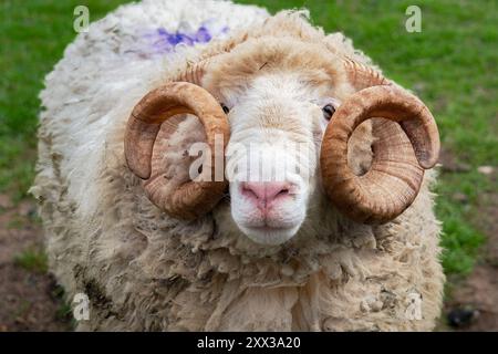 Gros plan de moutons des bois à face blanche avec de belles cornes de bélier fortement spiralées. Banque D'Images