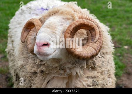 Gros plan de moutons des bois à face blanche avec de belles cornes de bélier fortement spiralées. Banque D'Images