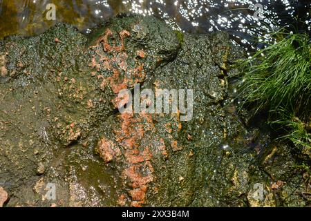 Beaux fonds naturels lumineux et inhabituels faits de grosses pierres avec des fissures profondes, de l'eau, des plantes vertes avec un grincement jaune. Banque D'Images