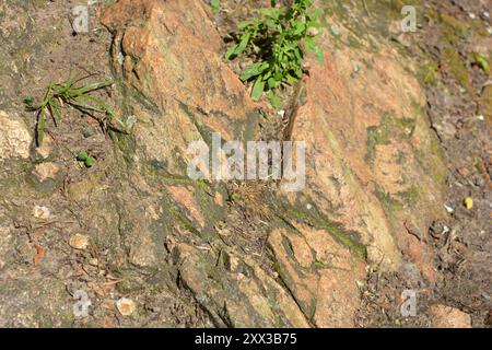 Beaux fonds naturels lumineux et inhabituels faits de grosses pierres avec des fissures profondes, de l'eau, des plantes vertes avec un grincement jaune. Banque D'Images