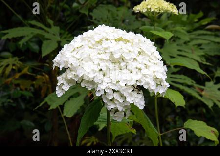 Gros plan de la tête d'hortensia blanche, vue de face Banque D'Images